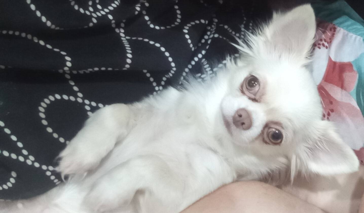 🚨🚨🚨🚨🚨🚨🚨🚨Потерялась собака Чиху...