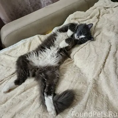 Пропал кот, в районе ул. Мичур...