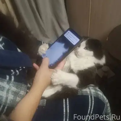 Пропал кот , его ждут дома, во...