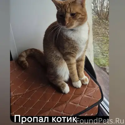 В посёлке Новосиньково пропал ...