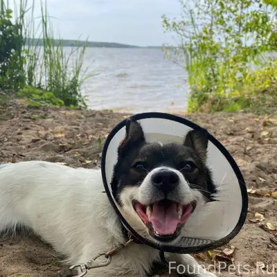 Внимание! Пропала собака! Д. Ф...