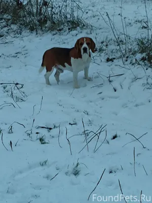 Чья бегает собака в районе фан...