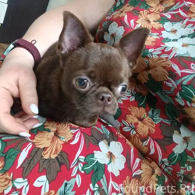 Найдена собака. Помогите найти...