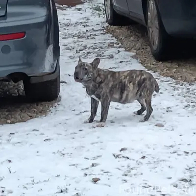 Может кто потерял собаку. Брод...