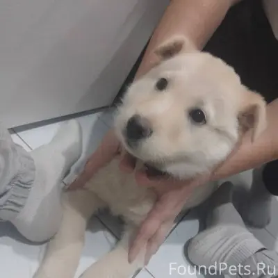 Выложите пожалуйста,чья собака...