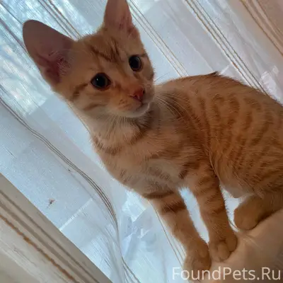 Найден кот в сквере на северно...