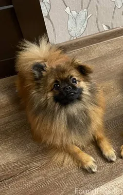 Пропала собака шпиц мальчик по...