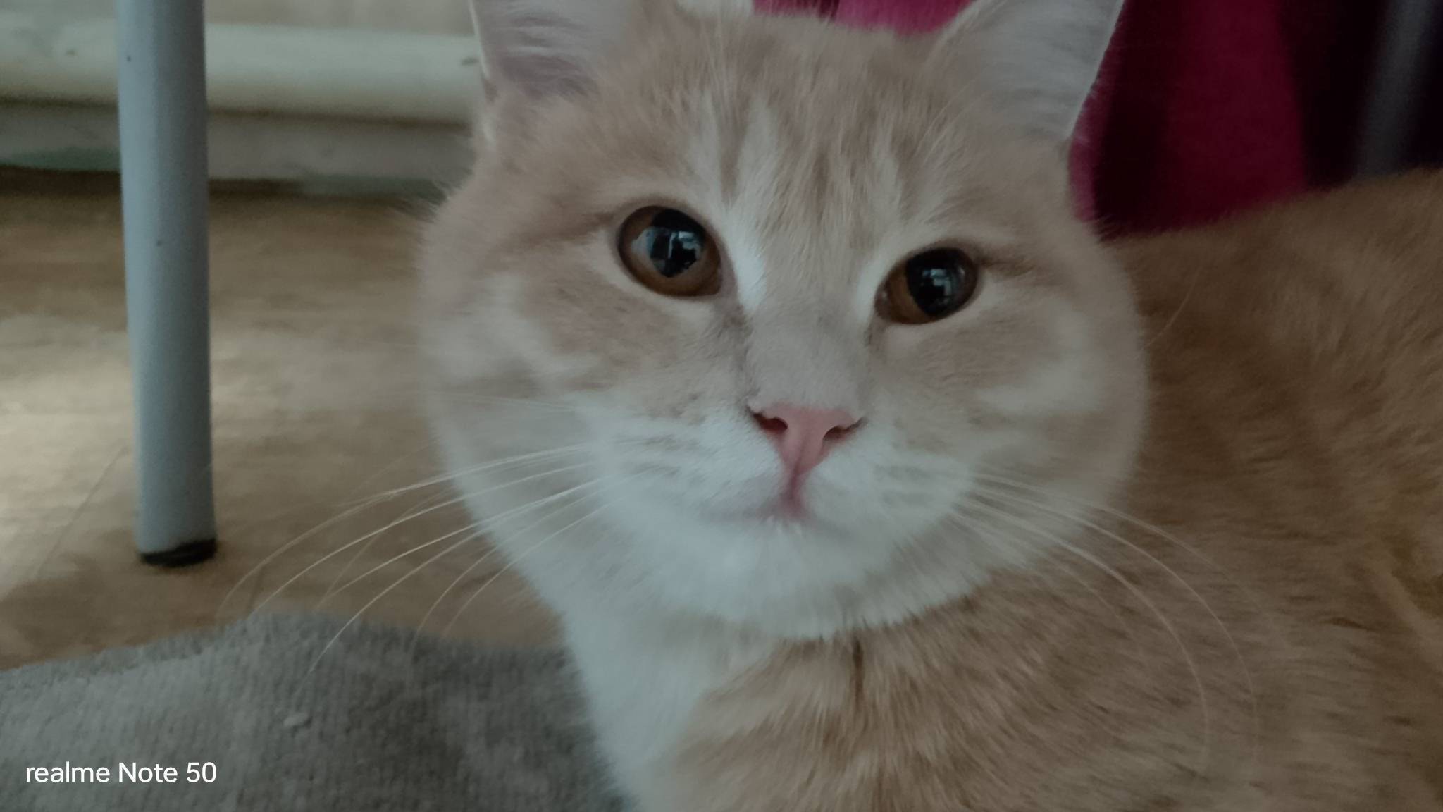 !!ПРОСЬБА!! Найдите кота пожал...