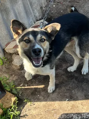 Убежал у мамы пес,если кто...