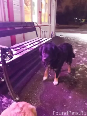 Корги рыженькае из Семенково, ...