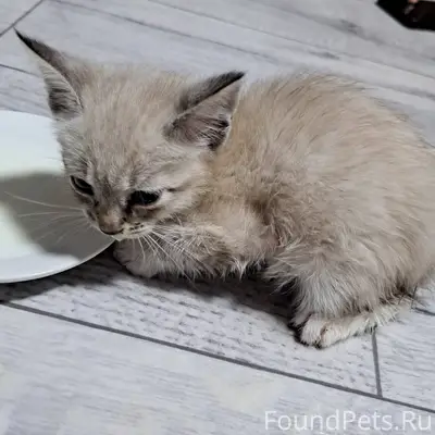 Найден котёнок на вокзальной 6...