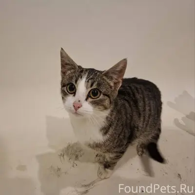 Нашли кошку во дворах между Ур...