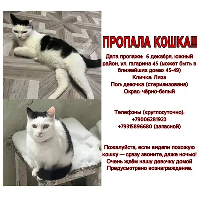 Пропала кошка!