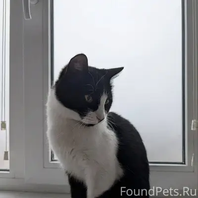 Г. Павловский Посад Найден кот...