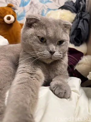 Пропал домашний кот,в районе В...