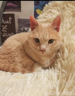 Прошу помощи рекламой найти хо...