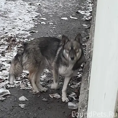 На Новой Соколовке около ресто...