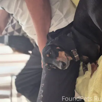 Пропала Такса ! Кличка Луна 