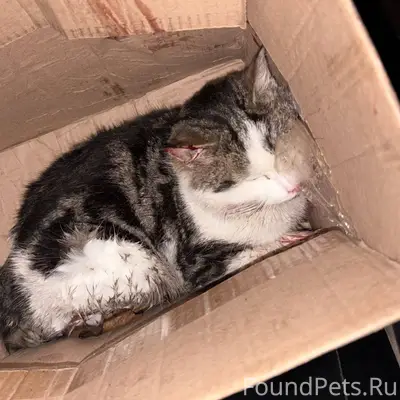 Переславль! СРОЧНО! Найдена сб...