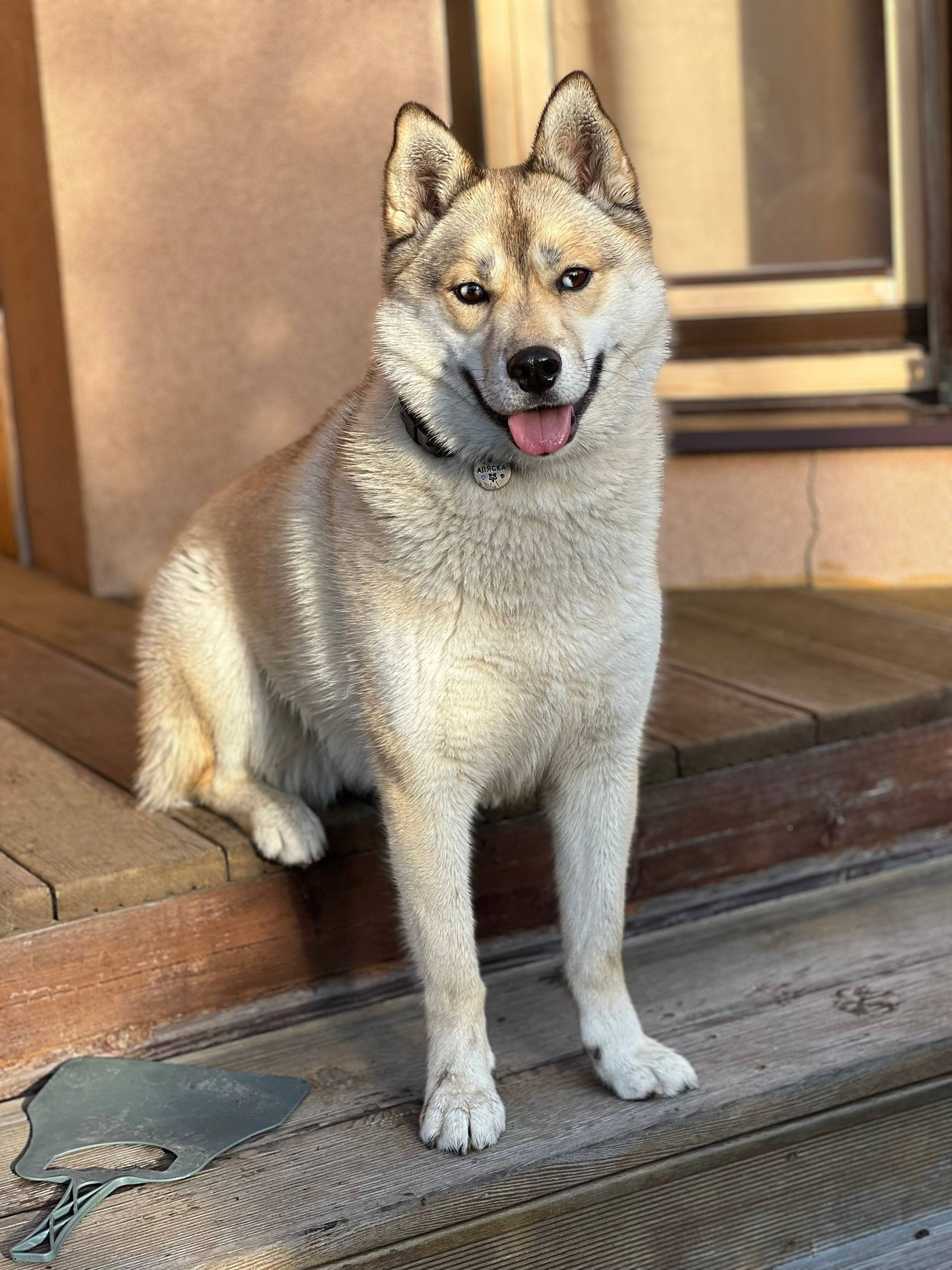 Всем здравствуйте! Сбежала соб...