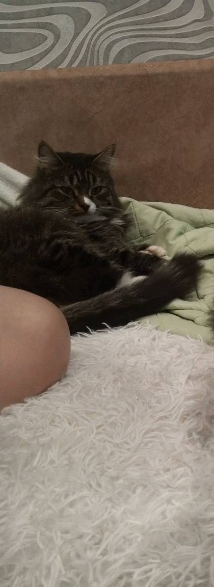 Пропал кот по Кличке Юко! Живë...