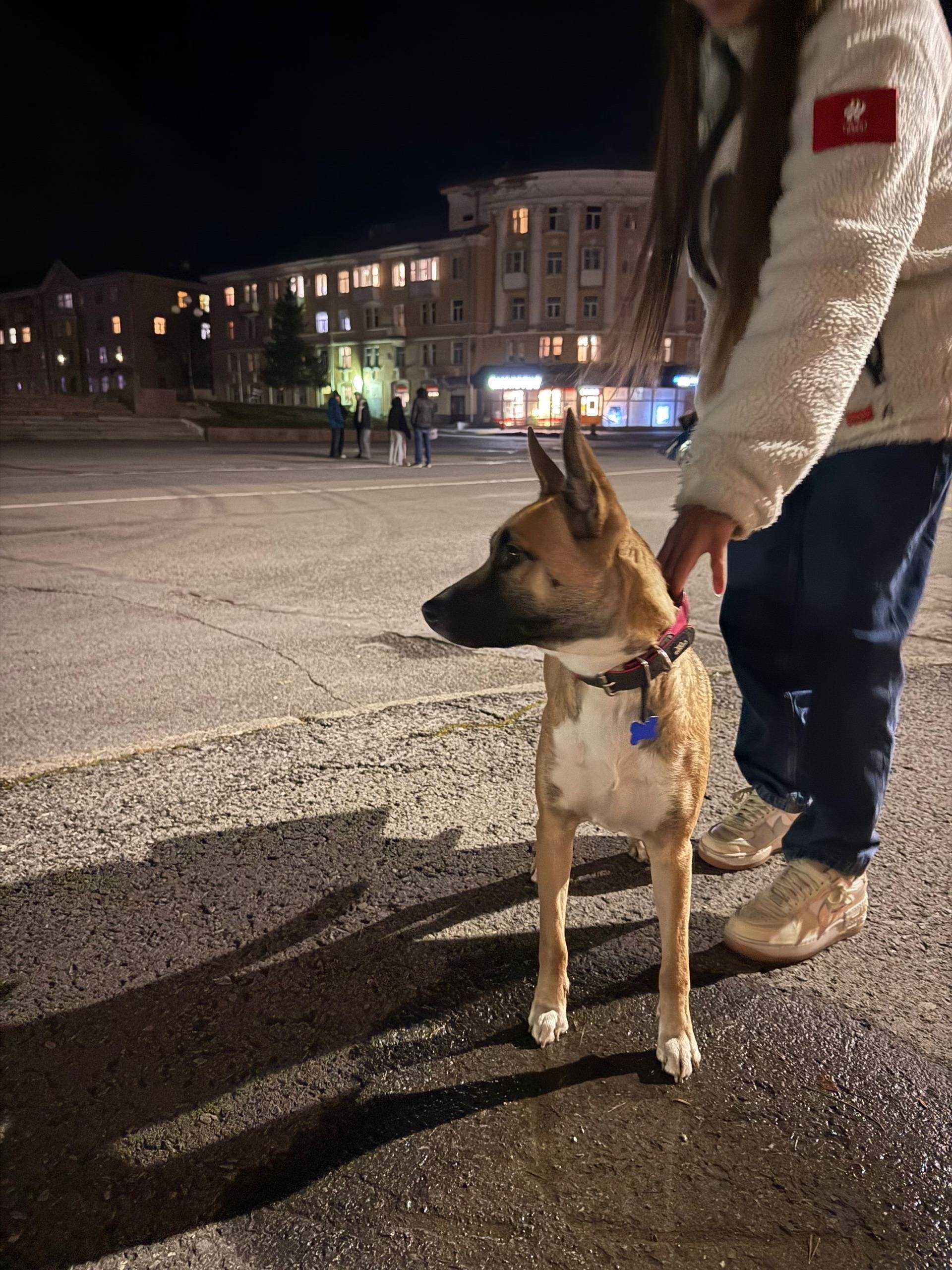 Убежала собака в районе площад...