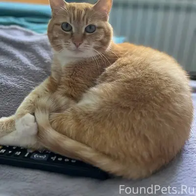 Пропала кошка в конце августа ...