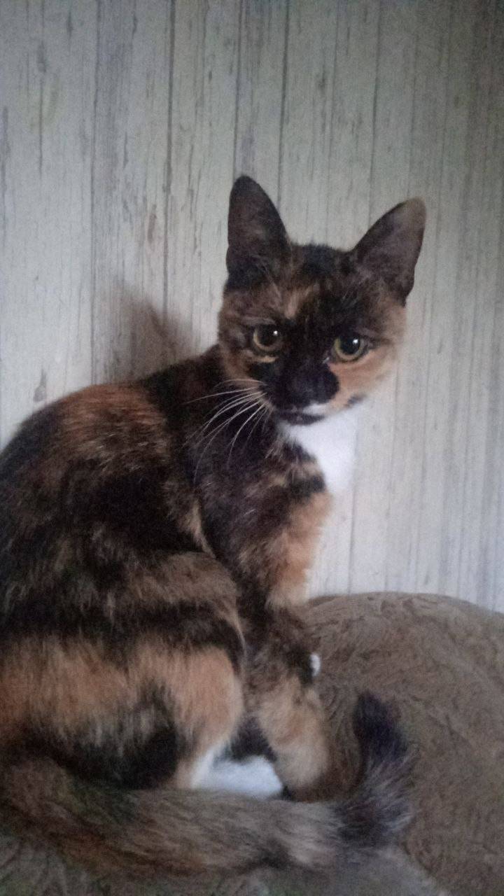 Здравствуйте. Пропала кошка. 7...