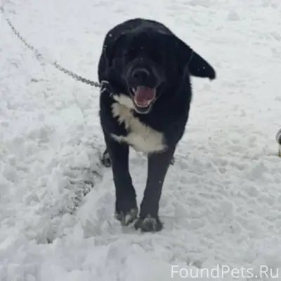 Пропала черная собака,похожа н...