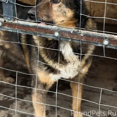 Потеряли собаку, зовут МУХТАР....