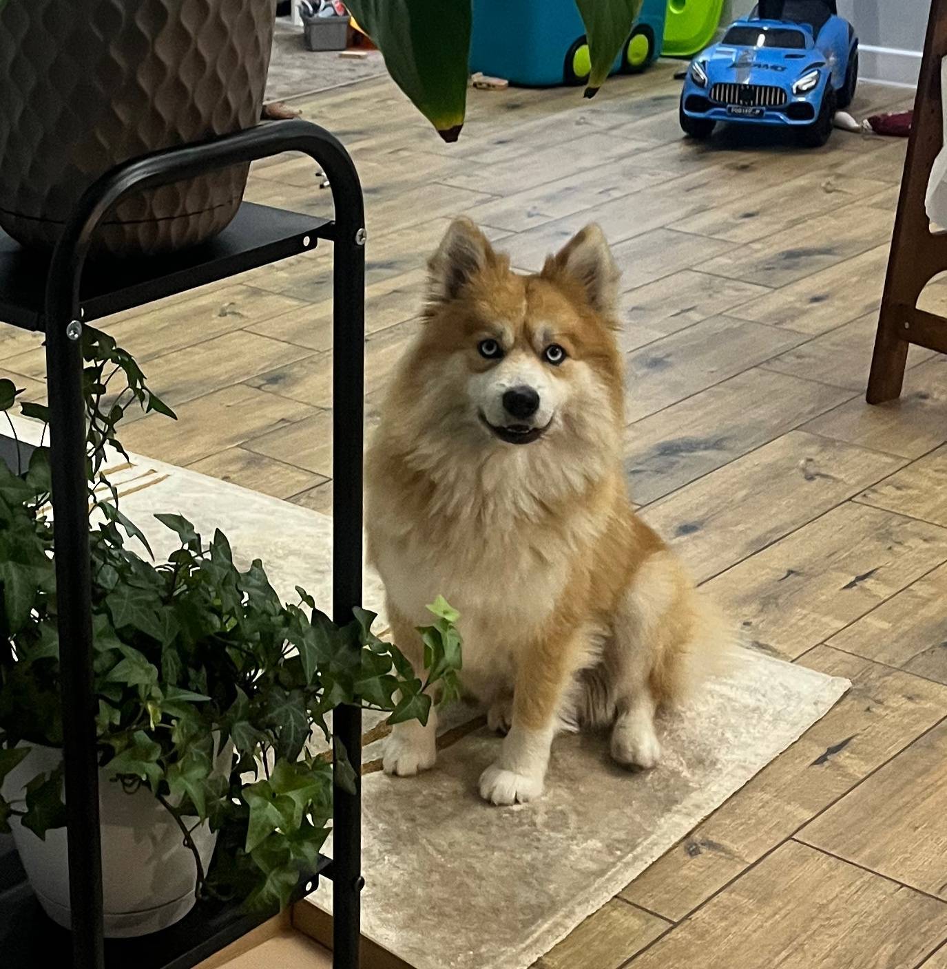 Вчера убежал пес по Кличке Алт...