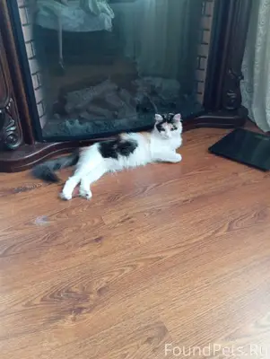 Пропала кошка Марта