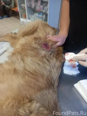 СРОЧНО!!! СОБАКА С ОГНЕСТРЕЛОМ...