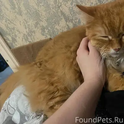 ‼️‼️Пропал кот. Район 85 кварт...