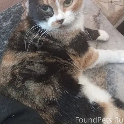 Никто не терял в районе парков...