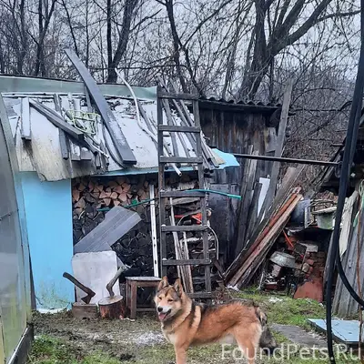 Всем добра. Убежала собака, ко...