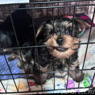 Добрый день Пропала собака! Йо...