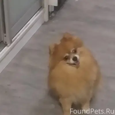 Потерялся шпиц, в районе загор...