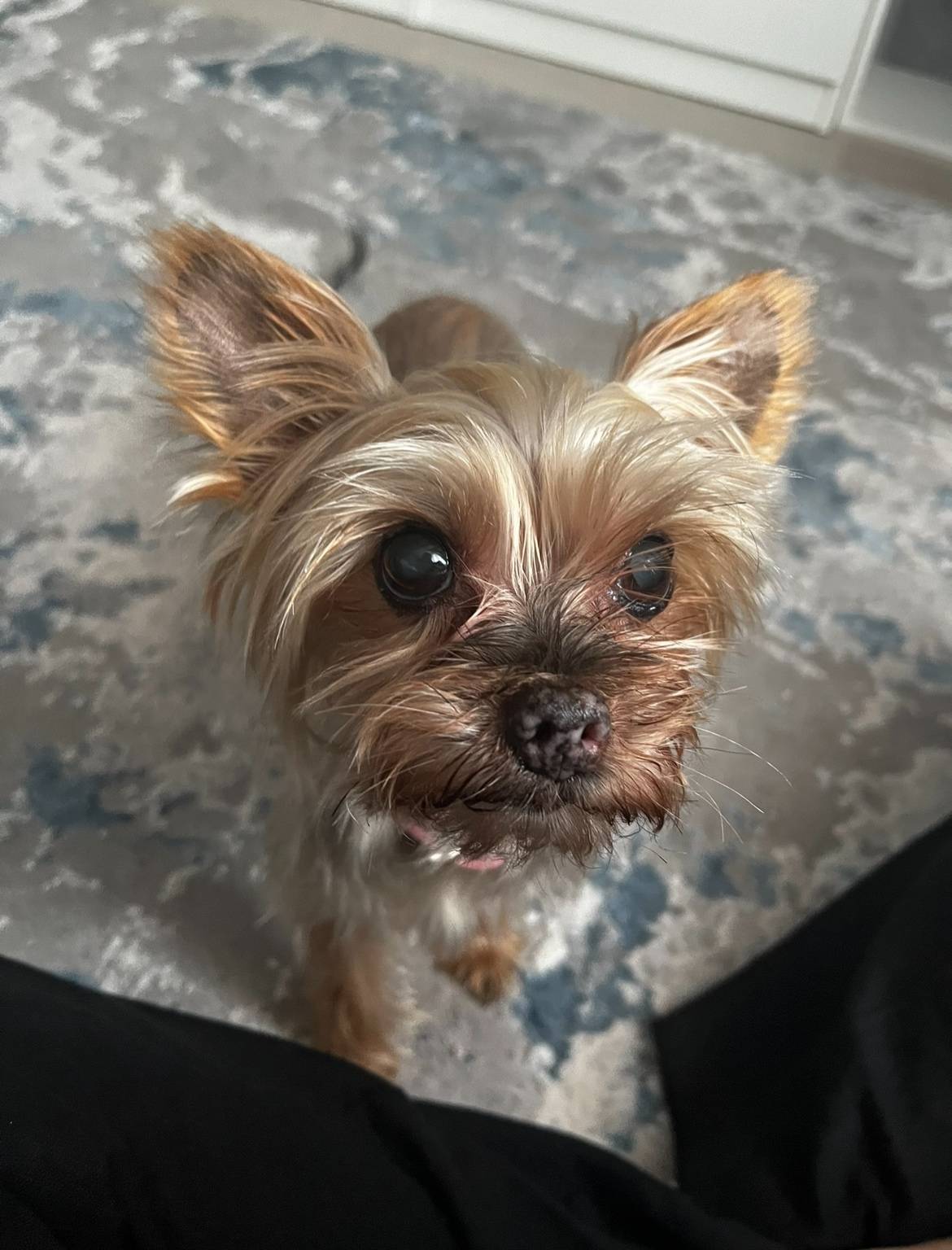 Потерялась девочка йорк в райо...