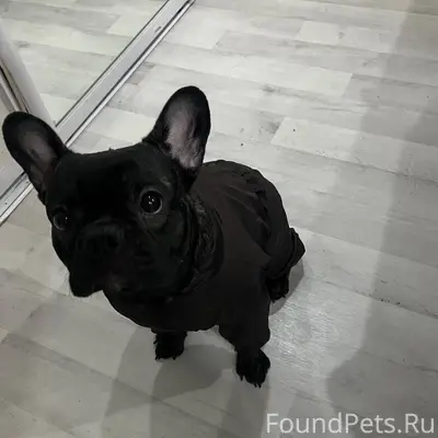 🆘🆘🆘Потерялась собака по кличке...