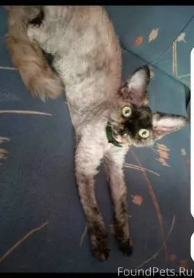 Помогите найти пропала кошка. ...