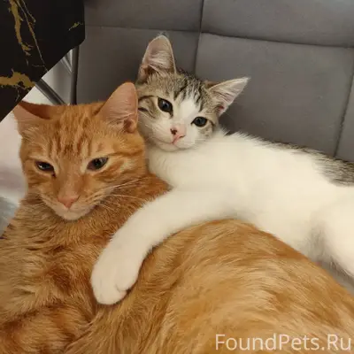 Пропал трёхцветный кот , с чёр...