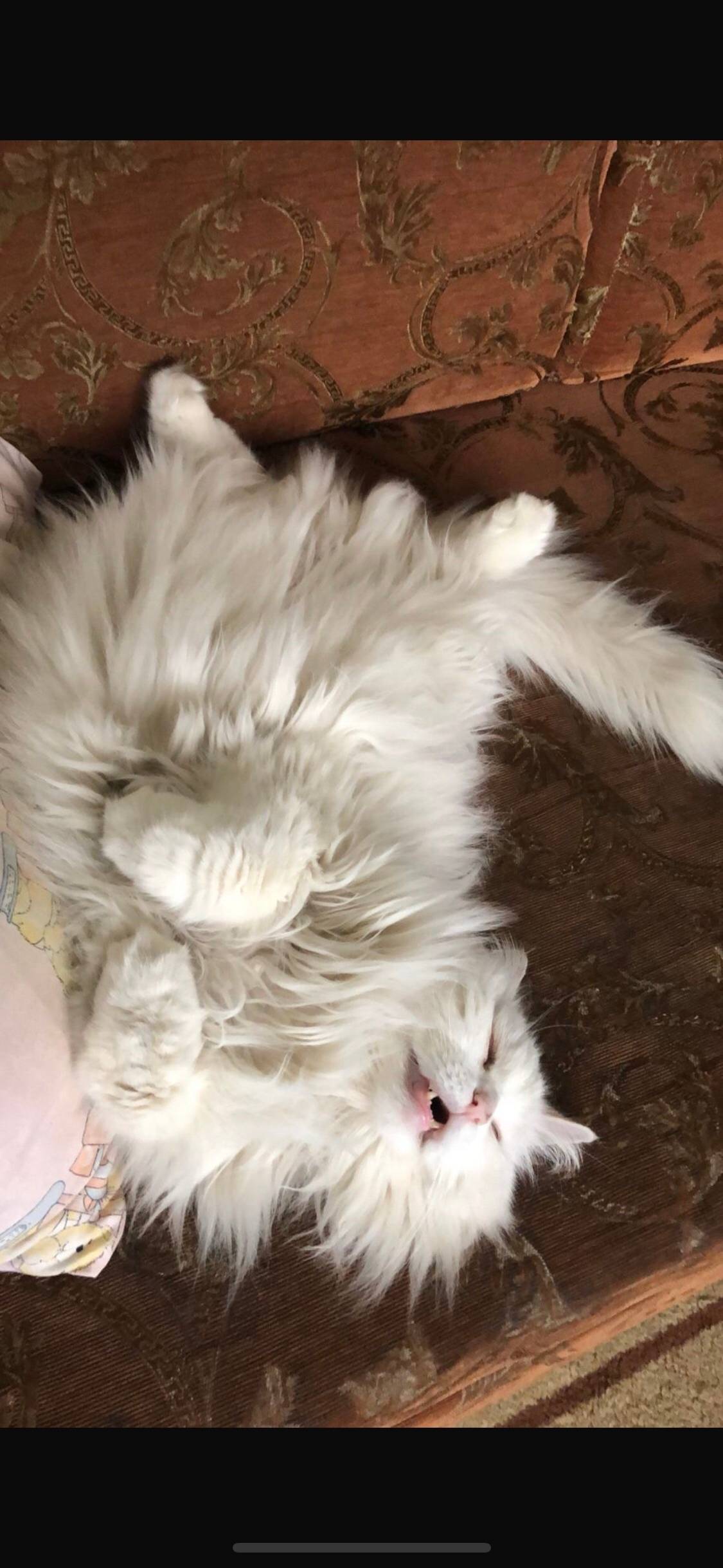 Пропал наш любимый котэ!скорее...