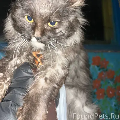 Здравствуйте!! Кто потерял кот...