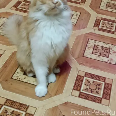 НАЙДЕН КОТ! В районе "Приморск...