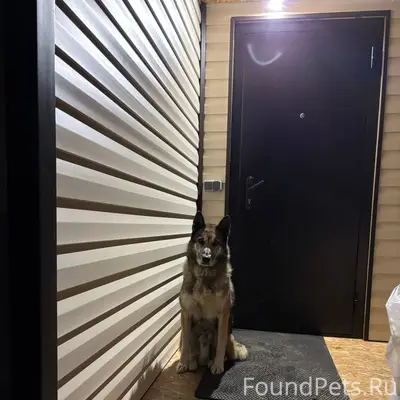 Здравствуйте! Никто не терял с...