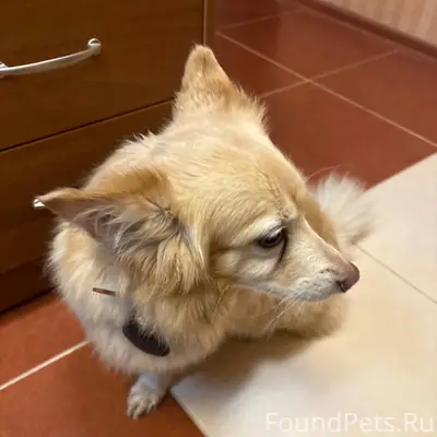 Чья собака? С ошейником, найде...