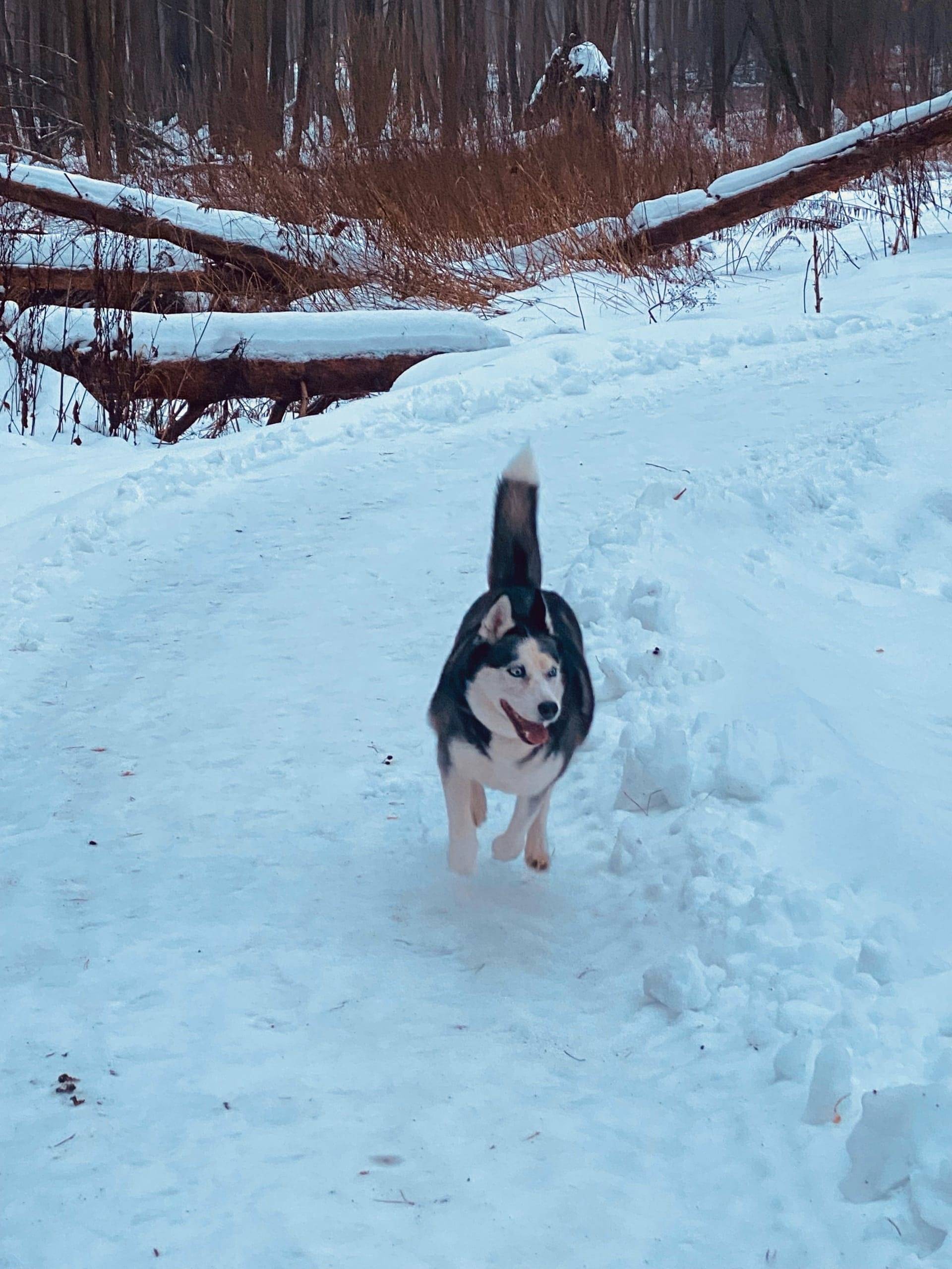 🆘🆘🆘🆘 Срочно!!! Пропала собака ...