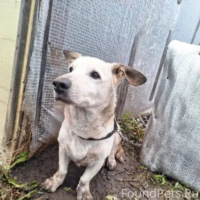 🆘🆘🆘помогите найти. Бадди убежа...