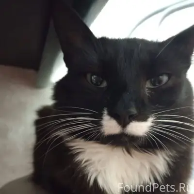 Пропал кот сегодня в обед, вер...